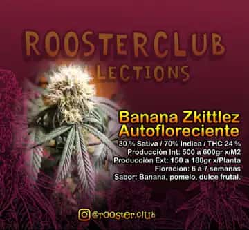 Banana Zkittlez, colección automática de Rooster Club