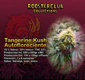 Tangerine Kush, colección automática de Rooster Club